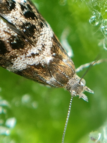 Tebenna micalis