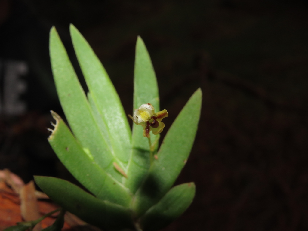 Pterostemma benzingii