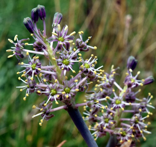 Namaqua African hyacinth (Ledebouria undulata)