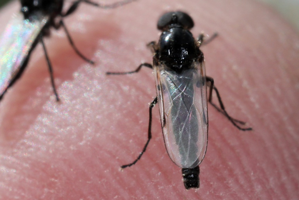 Winged and Once-winged Insects from Termignon, 73500 Val-Cenis, France ...