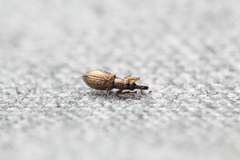 Neocyba metrosideros