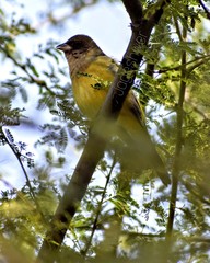 Emberiza