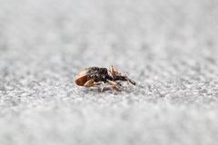 Neocyba metrosideros