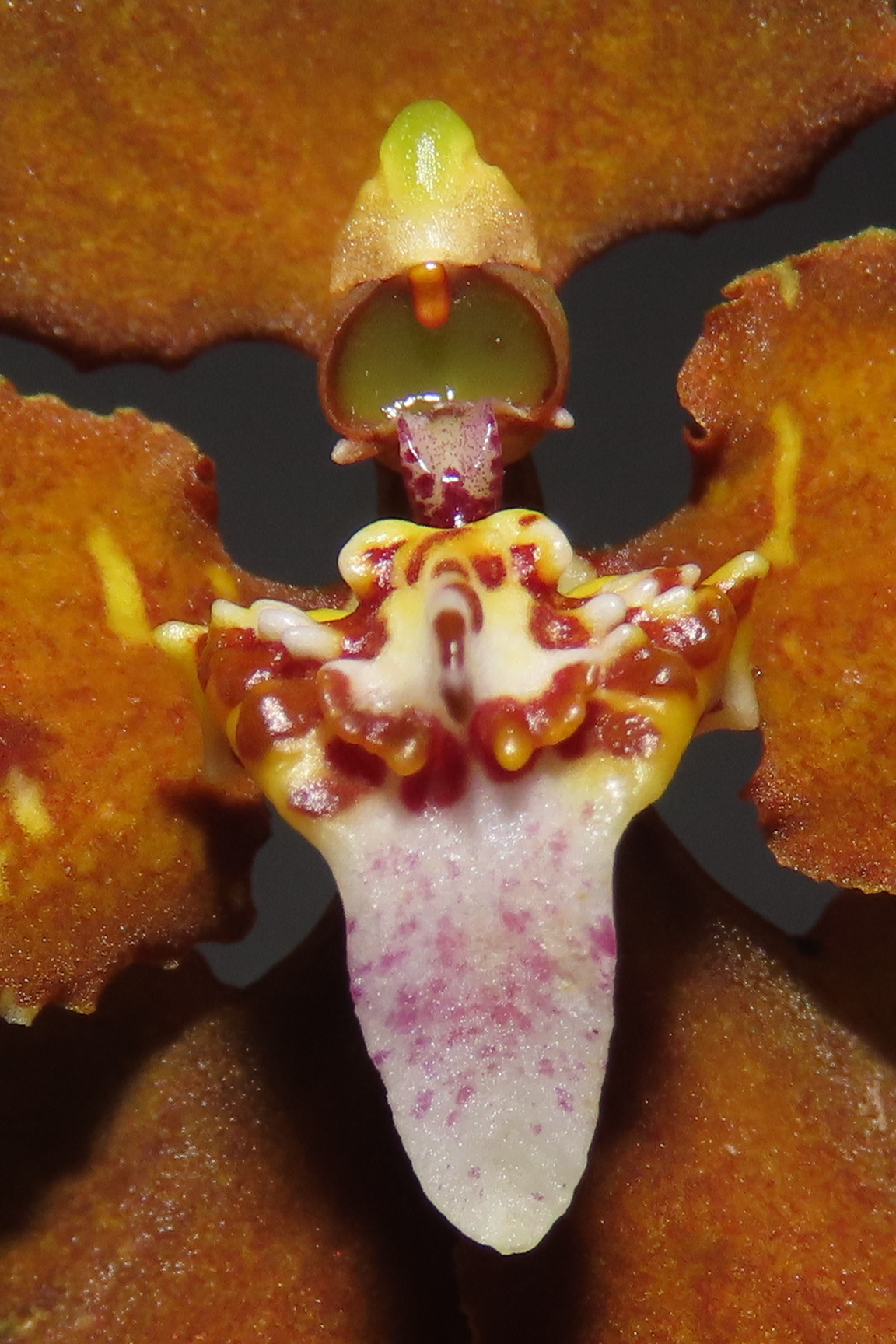 Cyrtochilum undulatum (Rchb.f.) Dalström 3