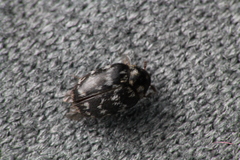 Anthrenocerus australis