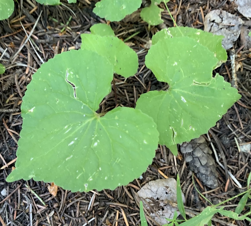 Canada Violet from Woodland Dr, Evergreen, CO, US on July 3, 2023 at 09 ...