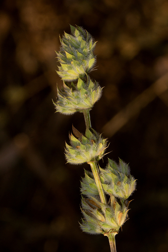 Dicliptera verticillata image