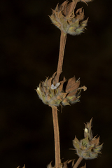 Dicliptera verticillata image