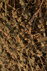 Dicliptera verticillata image