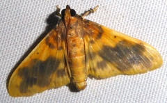 Pachynoa thoosalis