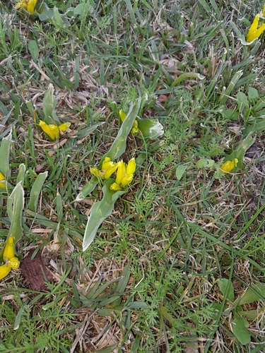 Lachenalia reflexa