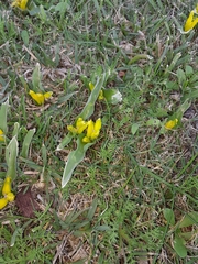 Lachenalia reflexa