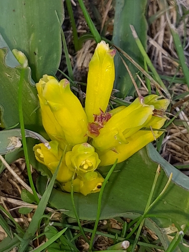 Lachenalia reflexa