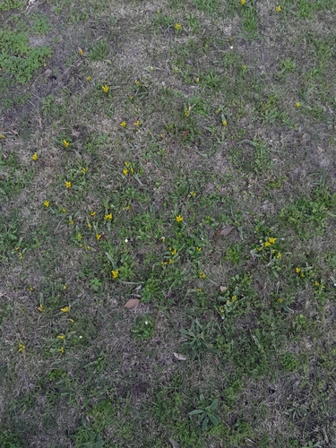 Lachenalia reflexa