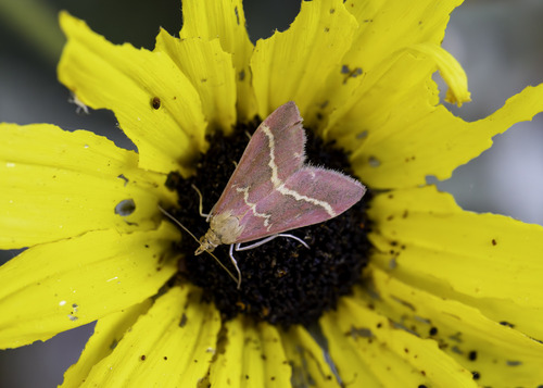 Volupial Mint Moth photo 6