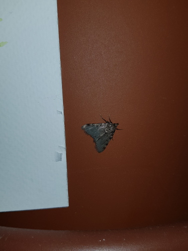 Aglossa pinguinalis