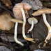 Entoloma rhodopolium - Photo (c) Damon Tighe, algunos derechos reservados (CC BY-NC), subido por Damon Tighe