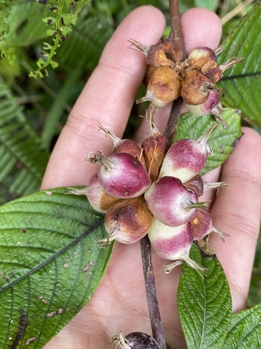 Sabicea diversifolia image