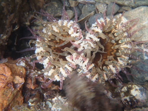 Speckled rock anemone, photo 5 of 8