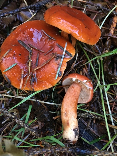 Lactarius subviscidus image