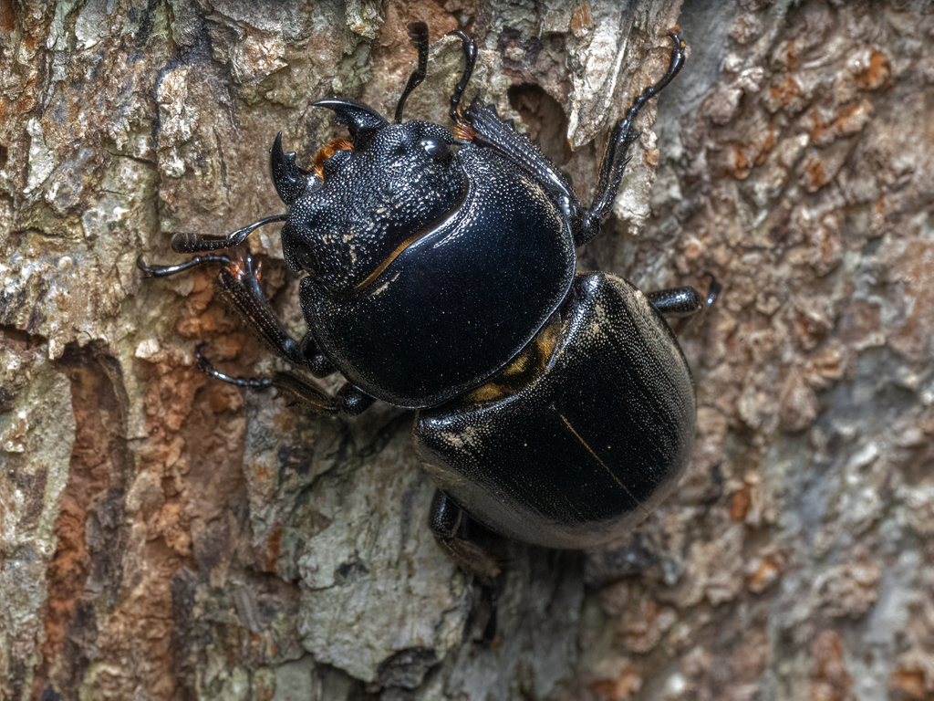 Giant Stag Beetle in July 2023 by Sakern | 永隔一江水 · iNaturalist