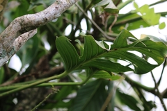 Monstera dissecta