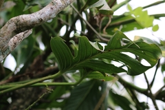Monstera dissecta