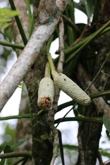 Monstera dissecta