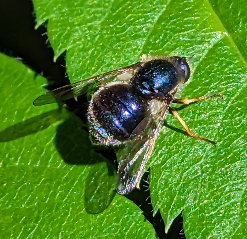 Dusky Sapphire photo 2