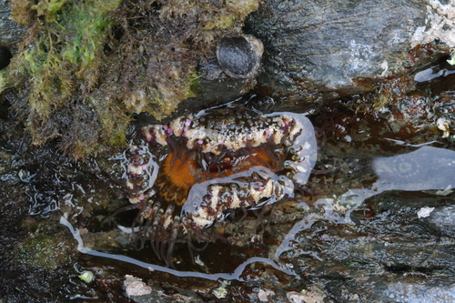 Speckled rock anemone, photo 6 of 8