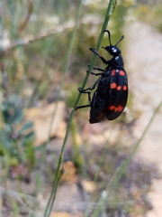 Hycleus sedecimguttatus