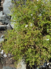 Pelargonium trifidum