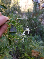 Jasminum angulare