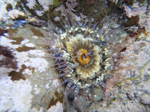 Speckled rock anemone, photo 7 of 8