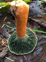Lactarius rubrilacteus