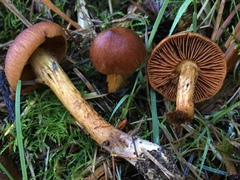 Cortinarius thiersii