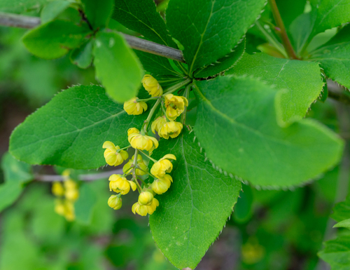 Amur barberry (Berberis amurensis)