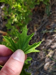 Pelargonium citronellum