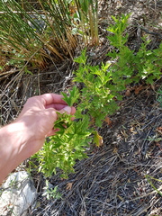 Pelargonium citronellum