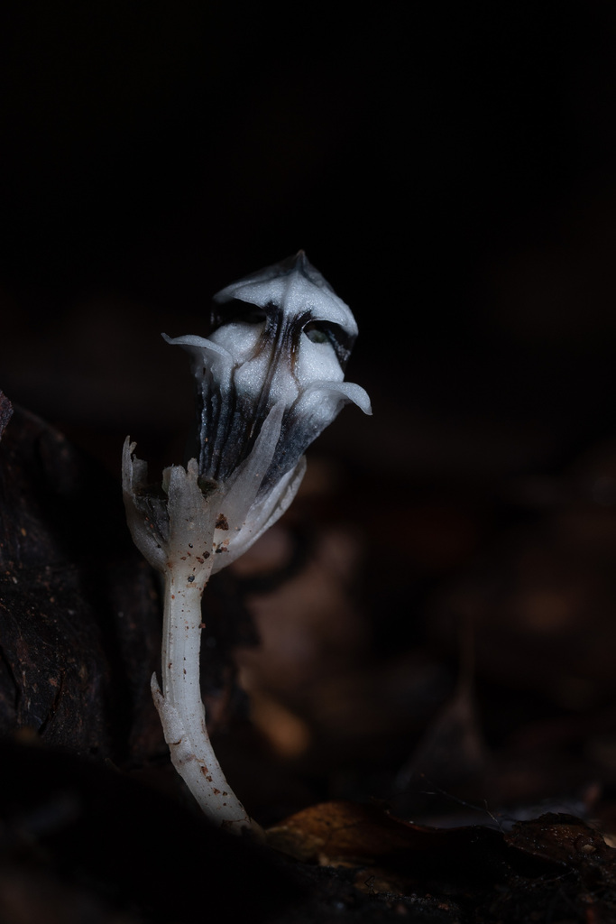 Thismia submucronata