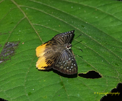 Mooreana trichoneura