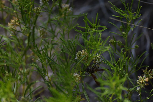 Image of Ladeania lanceolata by (c) William Harmon, some rights reserved (CC BY)