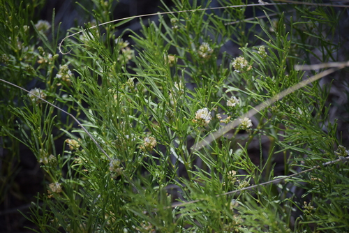 Image of Ladeania lanceolata by (c) William Harmon, some rights reserved (CC BY)