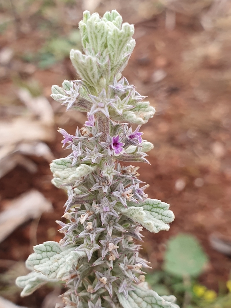 Marrubium alysson (Marrubium alysson)