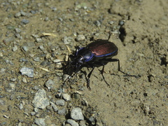 Carabus regalis