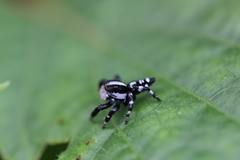Phiale guttata
