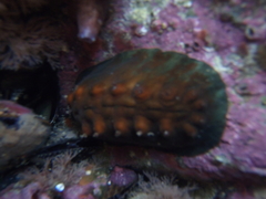 Cryptoconchus porosus