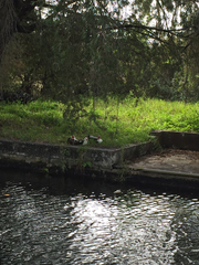 Cairina moschata domestica