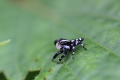 Phiale guttata