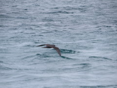 Anous stolidus galapagensis